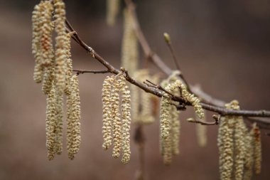 Huş ağacı tomurcuğu, dalların üzerinde uzun bir kedi derisi. Baharın başlarında huş dalları açık sarı-yeşil renkte