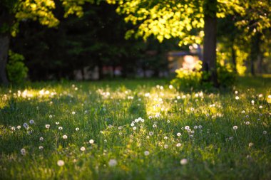 Beyaz karahindibalı yaz yeşil tarlası. Yumuşak karahindibalar güneşte parlıyor