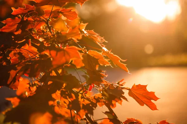 Červený Javorový List Podzim Jasném Večerním Slunci Krmítko Stromě Mezi — Stock fotografie