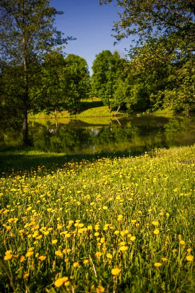Lake in the Park among green trees and fields of dandelions. Trees are reflected in the lake and two wooden boats are standing on the shore