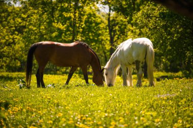 Otlakta otlayan uzun yeleli beyaz bir at. At başını eğdi ve zarif boynu çimenlere doğru parlak güneşin dallarının arasında