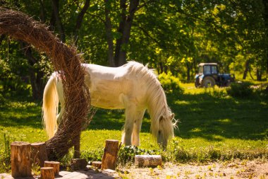 Otlakta otlayan uzun yeleli beyaz bir at. At başını eğdi ve zarif boynu çimenlere doğru parlak güneşin dallarının arasında
