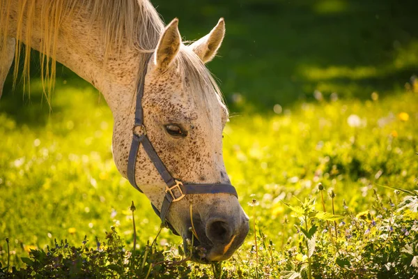 Белая Лошадь Красивой Длинной Гривой Смело Смотрит Раму Взрослая Лошадь — стоковое фото