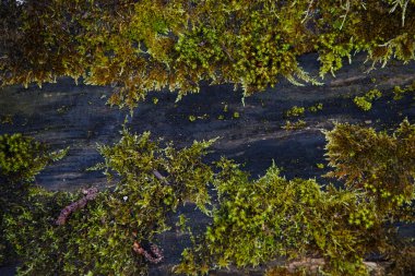 Islak ahşap üzerinde doğal yosun dokusu. Yerde ve kütükte yumuşak orman zemini. Orman teması için çerçeve ve arkaplan kavramını metin için alanı olan kahverengi ve sarı-yeşil olarak kabul et