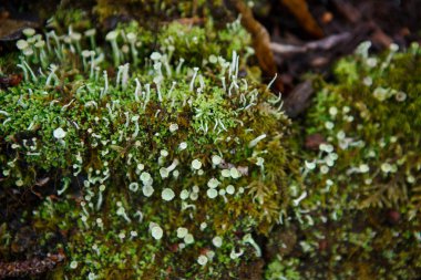 Islak ahşap üzerinde doğal yosun dokusu. Yerde ve kütükte yumuşak orman zemini. Orman teması için çerçeve ve arkaplan kavramını metin için alanı olan kahverengi ve sarı-yeşil olarak kabul et