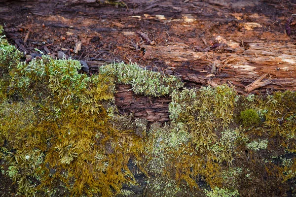 의부드러운 그루터기에 이끼의 천연적 원문을 황록색의 테마에 개념적 — 스톡 사진