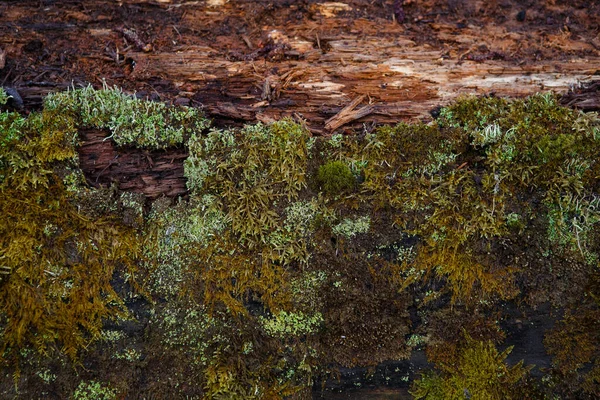 Naturlig Textur Mossa Vått Trä Mjukt Skogsgolv Marken Och Stubben — Stockfoto