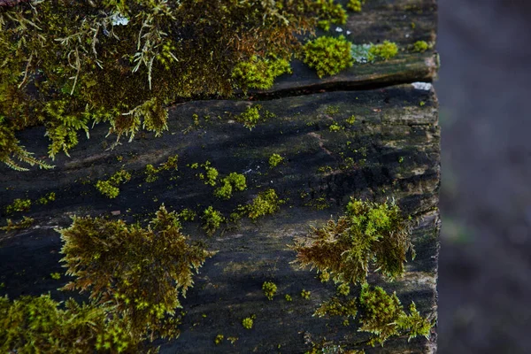 Φυσική Υφή Βρύων Βρεγμένο Ξύλο Μαλακό Δασικό Δάπεδο Στο Έδαφος — Φωτογραφία Αρχείου