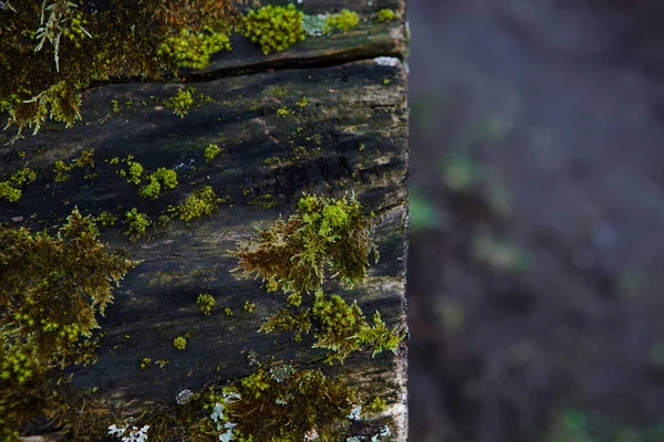 Naturlig Textur Mossa Vått Trä Mjukt Skogsgolv Marken Och Stubben — Stockfoto