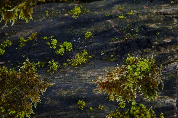 의부드러운 그루터기에 이끼의 천연적 원문을 황록색의 테마에 개념적 — 스톡 사진