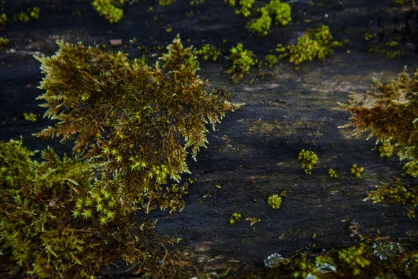 Islak Ahşap Üzerinde Doğal Yosun Dokusu Yerde Kütükte Yumuşak Orman — Stok fotoğraf