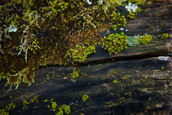 Islak Ahşap Üzerinde Doğal Yosun Dokusu Yerde Kütükte Yumuşak Orman — Stok fotoğraf