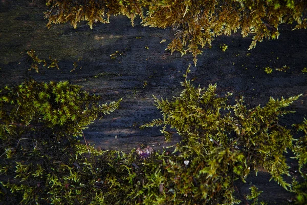 Naturlig Textur Mossa Vått Trä Mjukt Skogsgolv Marken Och Stubben — Stockfoto