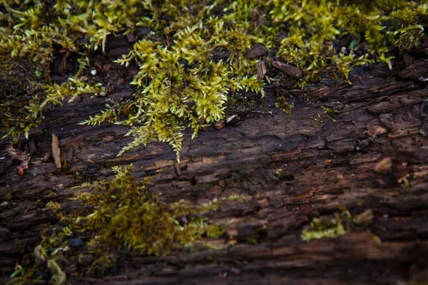 Tekstur Alami Lumut Pada Kayu Basah Lantai Hutan Lembut Tanah — Stok Foto