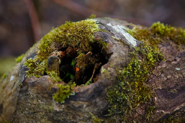 Naturalna Faktura Mchu Mokrym Drewnie Miękka Podłoga Leśna Ziemi Pniu — Zdjęcie stockowe