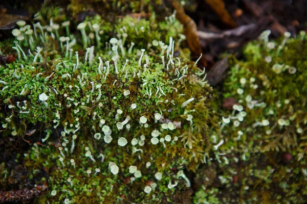 Naturlig Textur Mossa Vått Trä Mjukt Skogsgolv Marken Och Stubben — Stockfoto