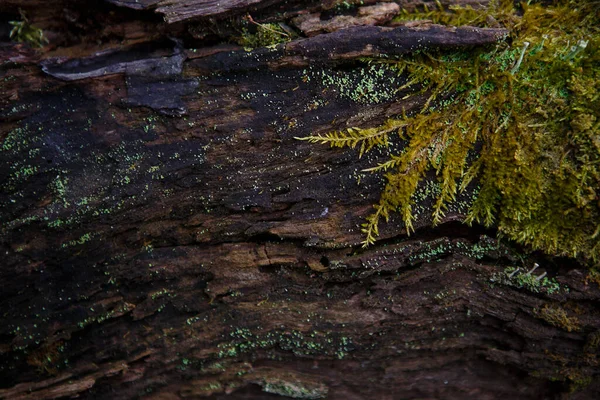 Naturalna Faktura Mchu Mokrym Drewnie Miękka Podłoga Leśna Ziemi Pniu — Zdjęcie stockowe