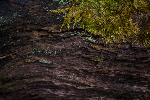 湿った木の苔の自然な質感 地面や切り株の柔らかい森の床 コンセプトフレームとテキストのためのスペースと茶色と黄緑色の森のテーマの背景 — ストック写真