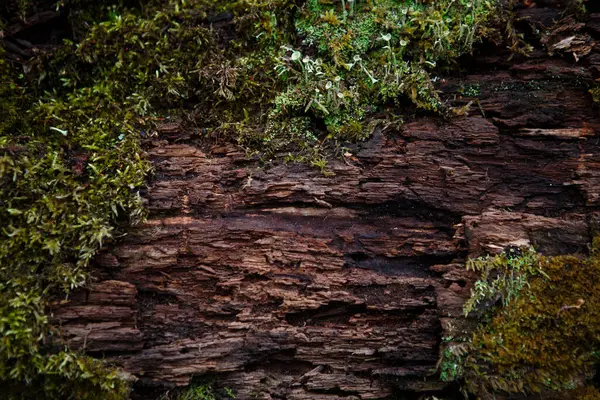 Naturlig Textur Mossa Vått Trä Mjukt Skogsgolv Marken Och Stubben — Stockfoto