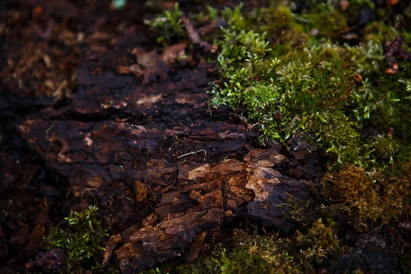 Naturalna Faktura Mchu Mokrym Drewnie Miękka Podłoga Leśna Ziemi Pniu — Zdjęcie stockowe