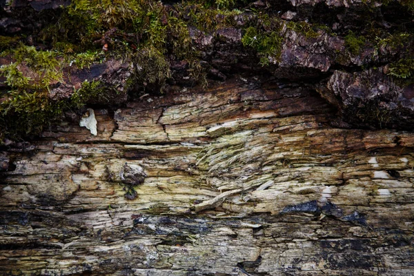 Texture Naturelle Mousse Sur Bois Mouillé Sol Forestier Mou Sur — Photo