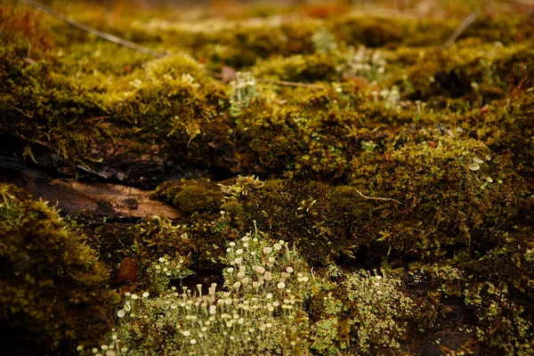 Struttura Naturale Muschio Legno Umido Morbido Pavimento Forestale Terra Sul — Foto Stock