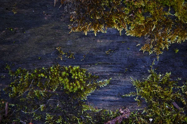 Naturlig Textur Mossa Vått Trä Mjukt Skogsgolv Marken Och Stubben — Stockfoto