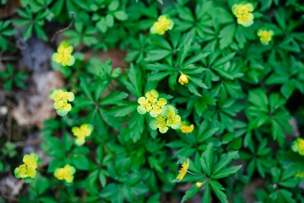 Wiosenne Kwiaty Leśne Wzór Zielonych Liści Żółtych Kwiatostanów Jasne Naturalne — Zdjęcie stockowe
