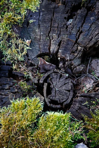 Φυσική Υφή Βρύων Βρεγμένο Ξύλο Μαλακό Δασικό Δάπεδο Στο Έδαφος — Φωτογραφία Αρχείου