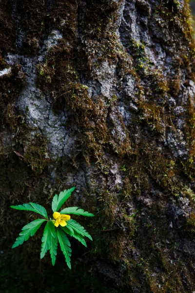 Zelený List Žlutým Květem Pozadí Kůry Stromu Struktura Dřeva Přírodní — Stock fotografie