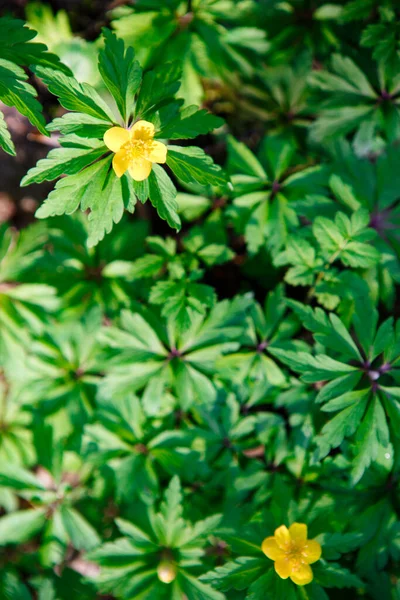 Våren Skog Blommor Ett Mönster Gröna Blad Och Gula Blomstã — Stockfoto