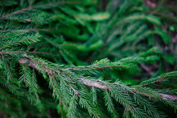 Gałęzie Świerkowe Zbliżenie Zielone Naturalne Tło Gałązek Igieł Jodły — Zdjęcie stockowe