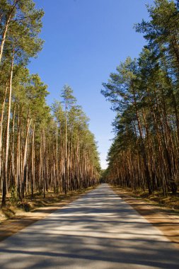 Çam ormanının içinden geçen yol güzel gölgeler ve ışık huzmeleri içinde. Ormanda yürümek için Paved yolu ve ormanda araba sürmek için