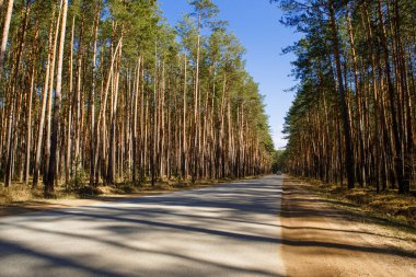 Çam ormanının içinden geçen yol güzel gölgeler ve ışık huzmeleri içinde. Ormanda yürümek için Paved yolu ve ormanda araba sürmek için