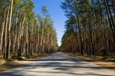 Çam ormanının içinden geçen yol güzel gölgeler ve ışık huzmeleri içinde. Ormanda yürümek için Paved yolu ve ormanda araba sürmek için