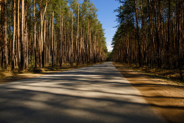 The road through the pine forest in beautiful shadows and rays of light. Paved road for walking in the forest Park and for driving cars through the forest