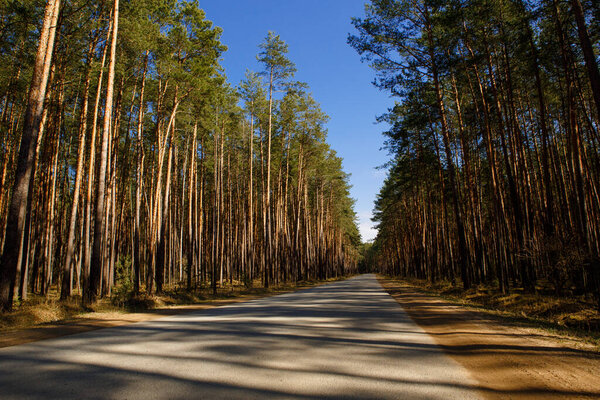 The road through the pine forest in beautiful shadows and rays of light. Paved road for walking in the forest Park and for driving cars through the forest