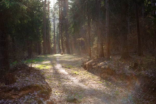 Ein Waldweg Zum Spazierengehen Waldpark Eine Allee Für Trekking Und — Stockfoto