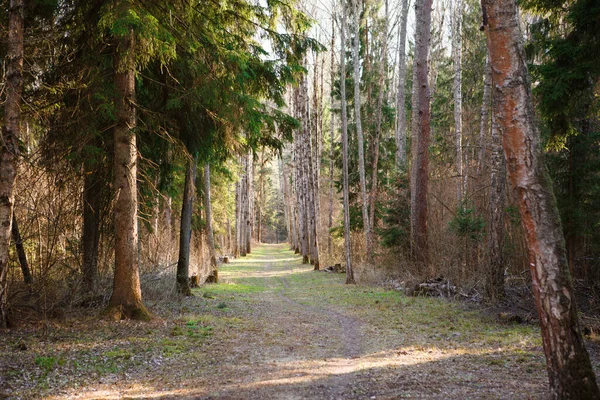 Caminho Floresta Para Caminhar Parque Florestal Beco Para Trekking Recreação — Fotografia de Stock