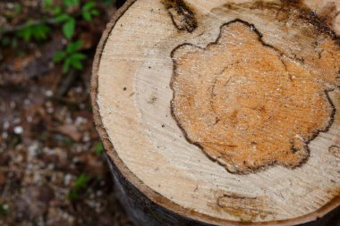 Yıllık halkaları ve kütüğü olan bir ağaç kesimi. Taze bir kütüğün dokusu. Yakın plan.
