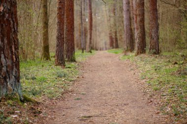 Ormanda orman parkında yürümek için bir patika. Uzun ağaçlar arasında yürüyüş ve çevre dostu eğlence için bir ara sokak.