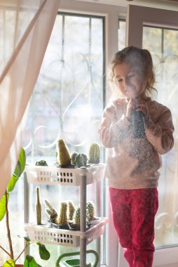 Sarı saçlı küçük bir kız pencere pervazına kaktüs sıkıyor. Kapalı alan çiçeklerinin bakımı. Karantina karantinası sırasında çocuklarla evde dersler. Yaşam biçimi