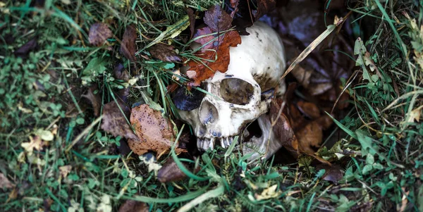 Çimenlerde Bir Insan Kafatası Sonbahar Yapraklarının Altına Gömülür Sahte Kafatası — Stok fotoğraf