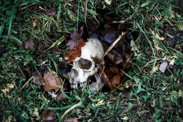 Een Menselijke Schedel Het Gras Ligt Begraven Onder Herfstbladeren Valse — Stockfoto