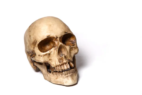 白地に人間の頭蓋骨を隔離しろ 偽物の頭蓋骨 — ストック写真