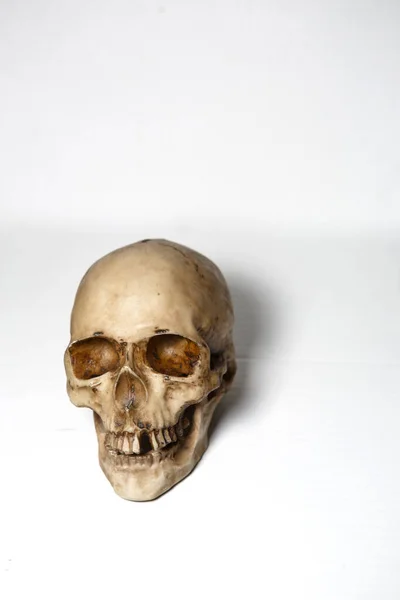 白地に人間の頭蓋骨を隔離しろ 偽物の頭蓋骨 — ストック写真