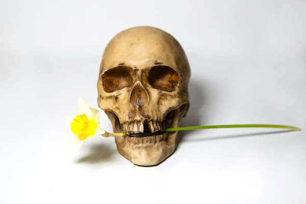 白い背景に黄色い花を歯に持つ人間の頭蓋骨が隔離されています ダフォディを持つダミー頭蓋骨 ナルシシズムの概念 — ストック写真
