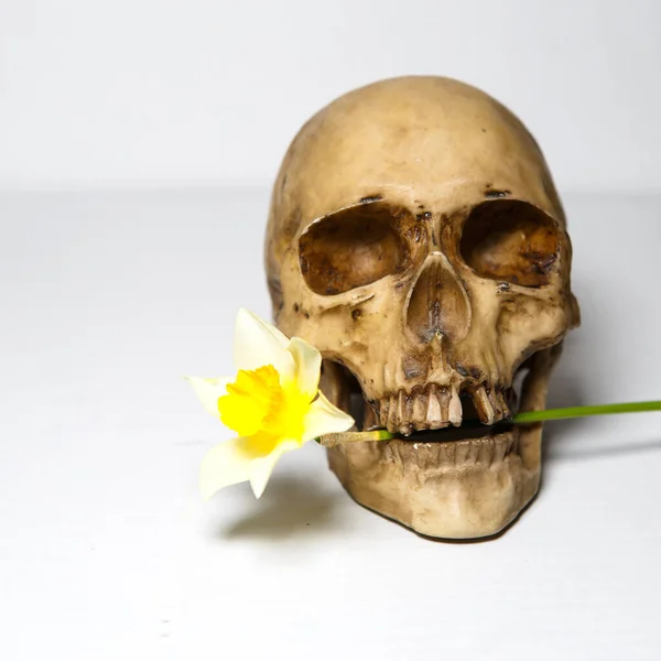 白い背景に黄色い花を歯に持つ人間の頭蓋骨が隔離されています ダフォディを持つダミー頭蓋骨 ナルシシズムの概念 — ストック写真