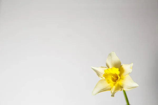 Żółty Żonkil Białym Tle Minimalistyczna Wiosenna Kartka Życzeniami — Zdjęcie stockowe