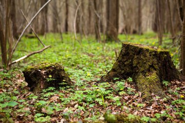 Bir kütüğün üzerinde bahar ormanı çiçekleri. Ekoloji, bahar kartı